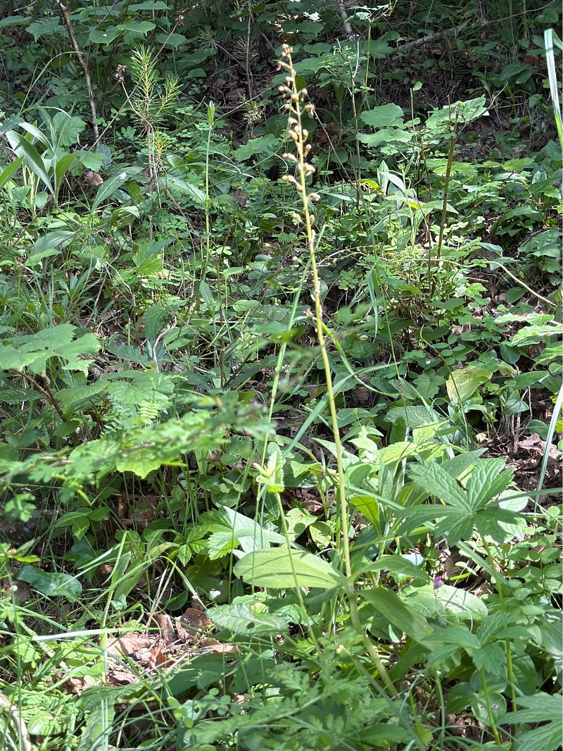 Neottia ovata  - David Vilasís Boix