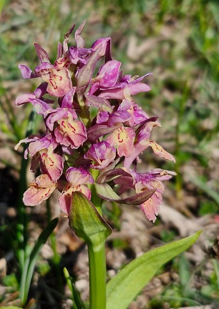 Dactylorhiza sambucina f. zimmermanii  - Laurent Bignon