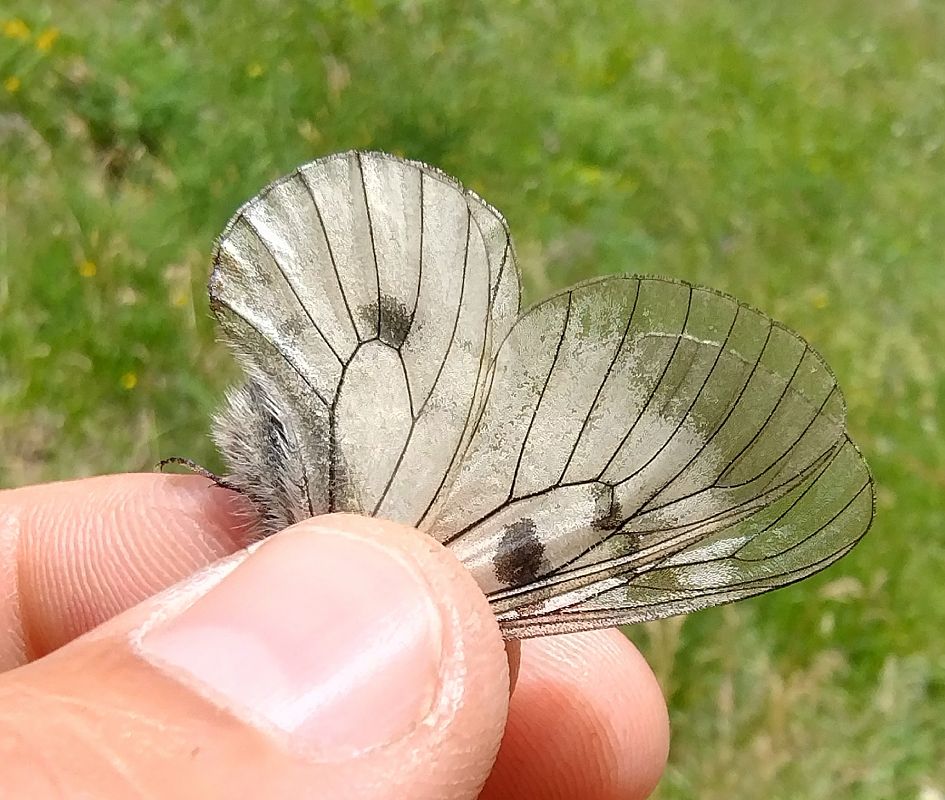 Parnassius mnemosyne  - Battisti Andrea