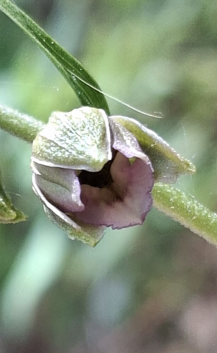 Epipactis muelleri 