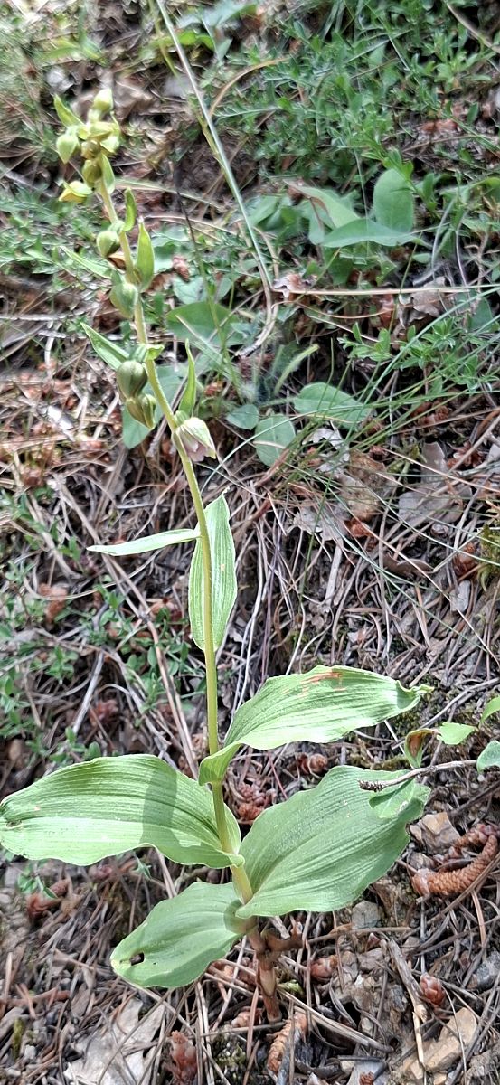 Epipactis muelleri 