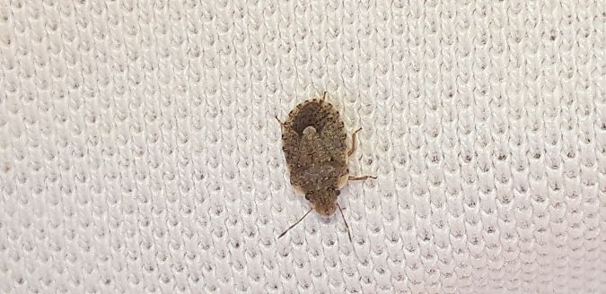 Sciocoris sideritidis  - Michele Cento