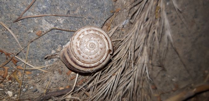 Eobania vermiculata  - Michele Cento