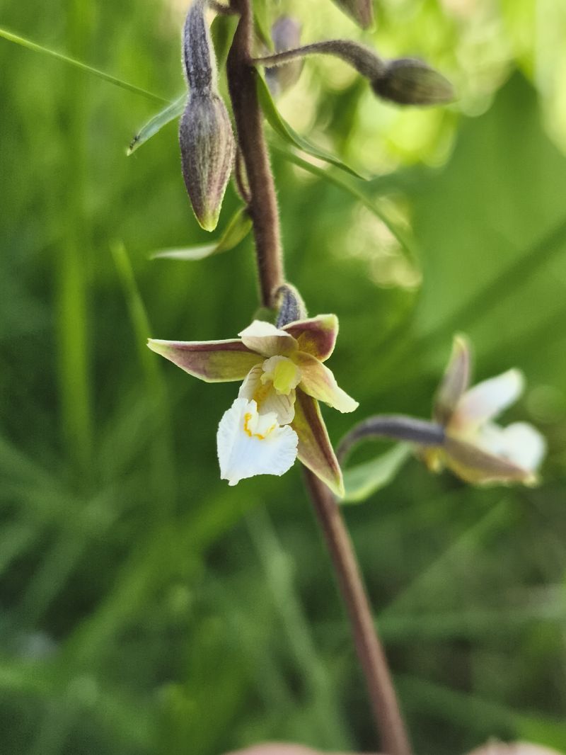 Epipactis palustris  - Richard Fay