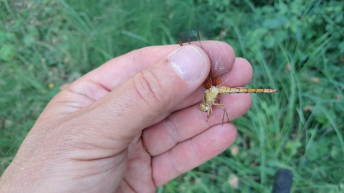 Orthetrum coerulescens  - Roberto Fabbri