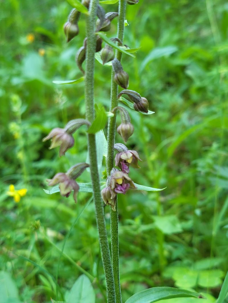 Epipactis atrorubens  - Claire Goriot