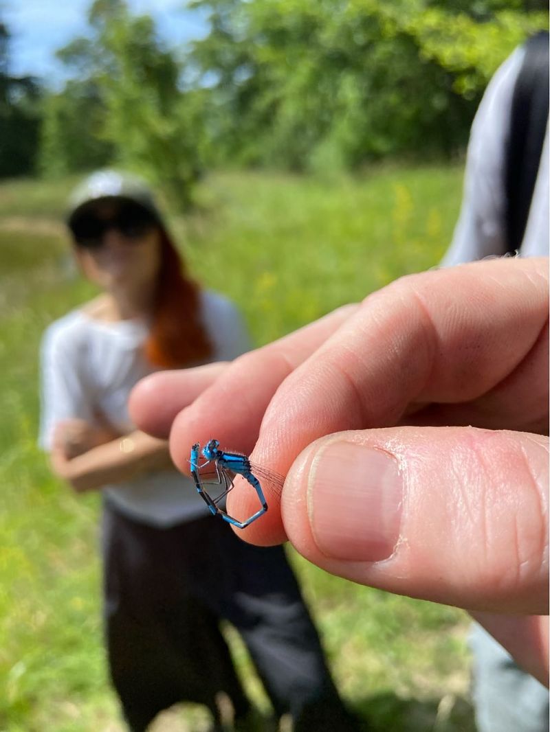 Coenagrion puella  - Franco Roscelli