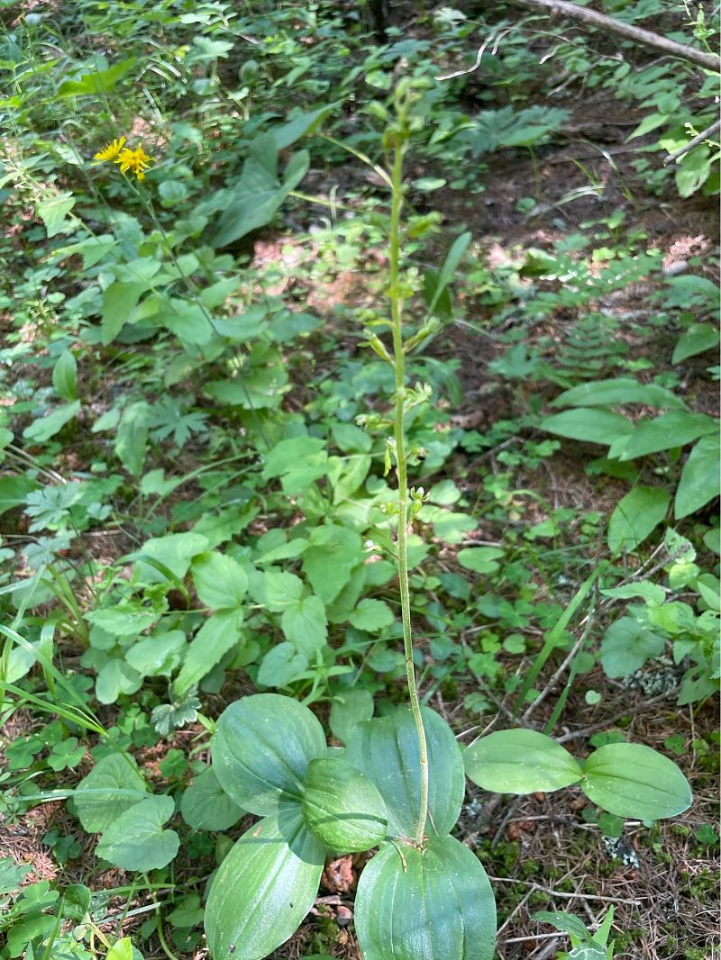 Neottia ovata  - Arthur Léonard