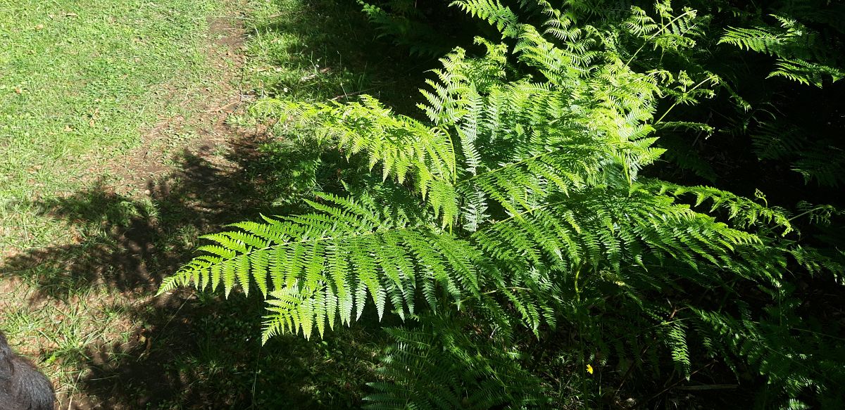 Pteridium aquilinum  - Michele Cento