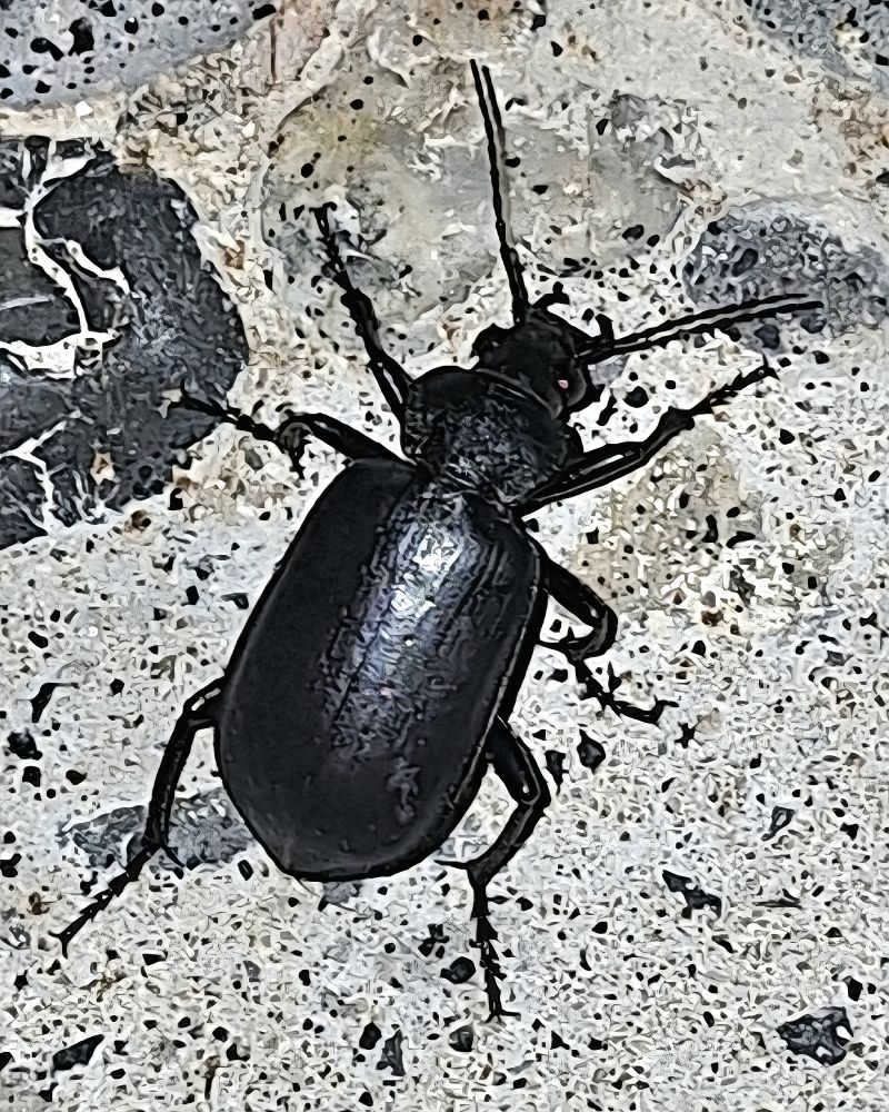 Coleoptera sp.  - Antoni Mariné Sanz