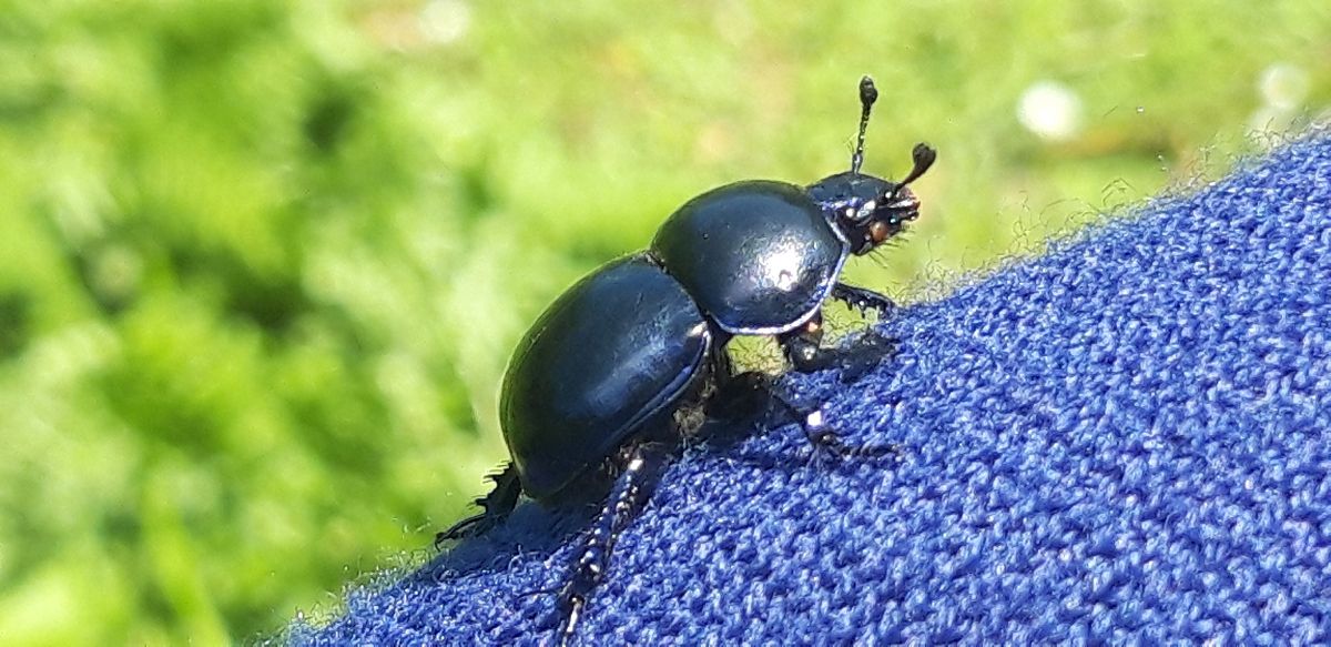 Trypocopris vernalis  - Michele Cento