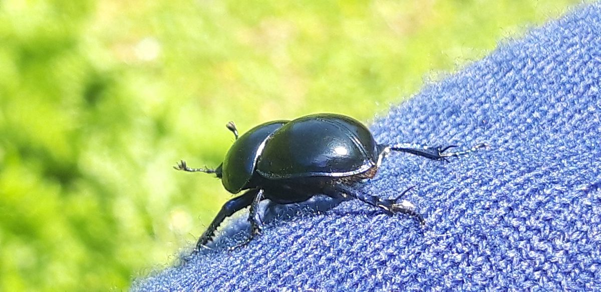 Trypocopris vernalis  - Michele Cento
