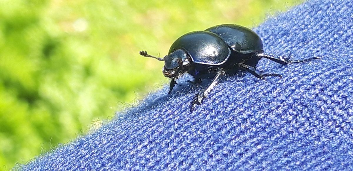 Trypocopris vernalis  - Michele Cento