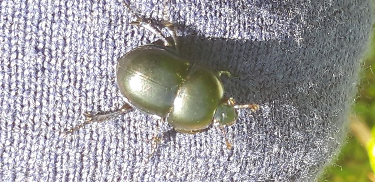 Trypocopris vernalis  - Michele Cento