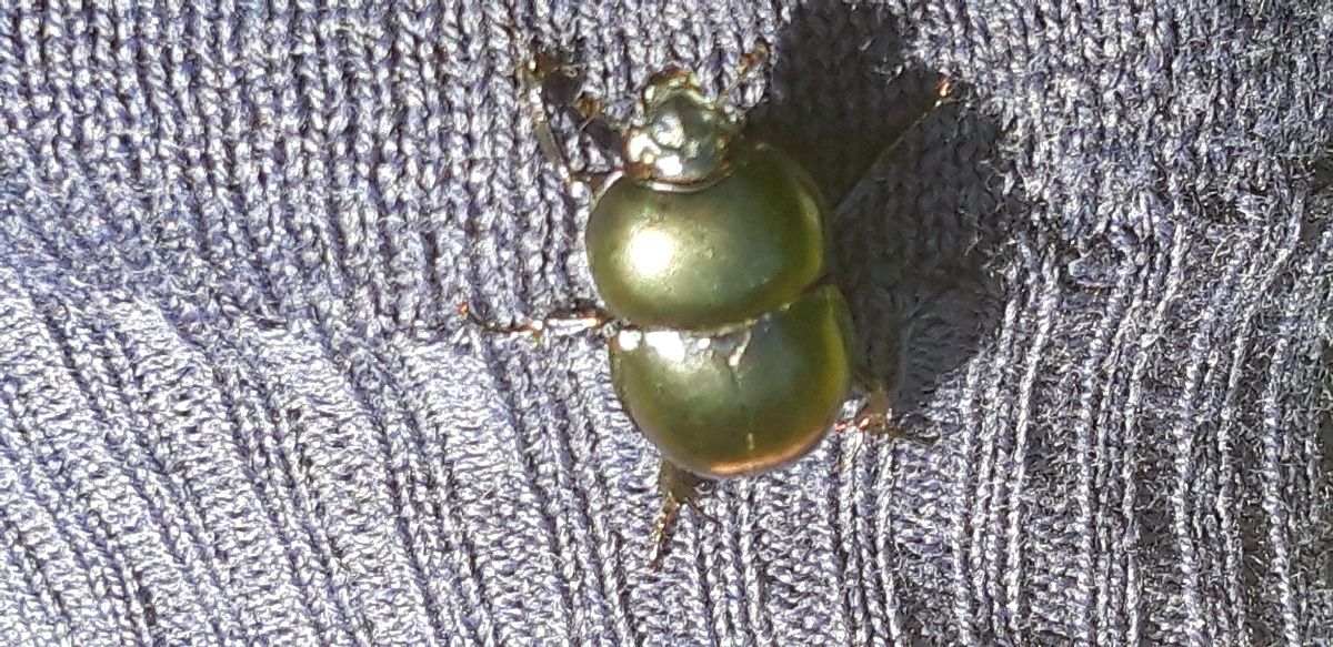Trypocopris vernalis  - Michele Cento