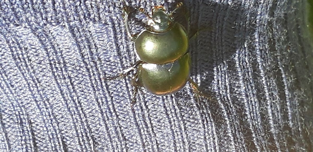 Trypocopris vernalis  - Michele Cento