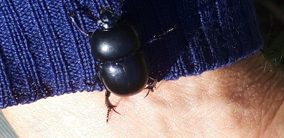 Trypocopris vernalis  - Michele Cento