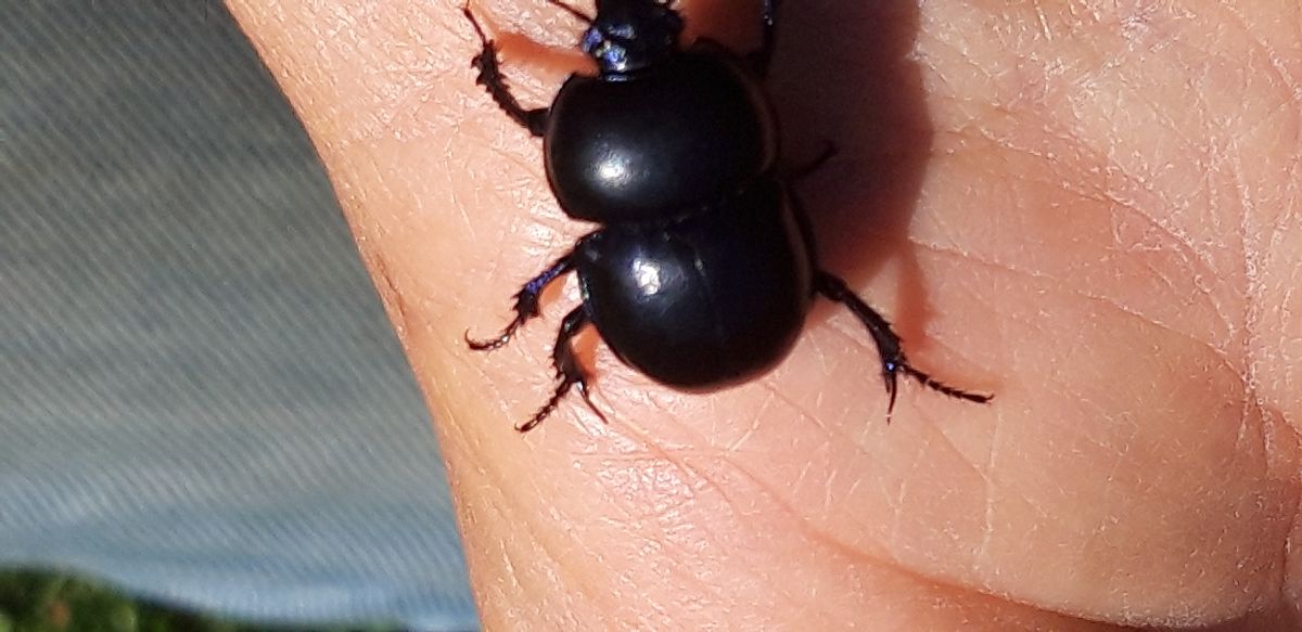 Trypocopris vernalis  - Michele Cento
