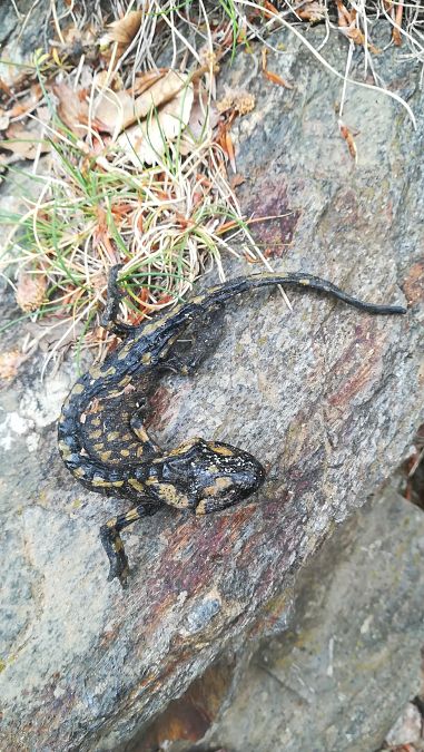 Salamandra comuna  - Voluntaris Eb Montseny Ico