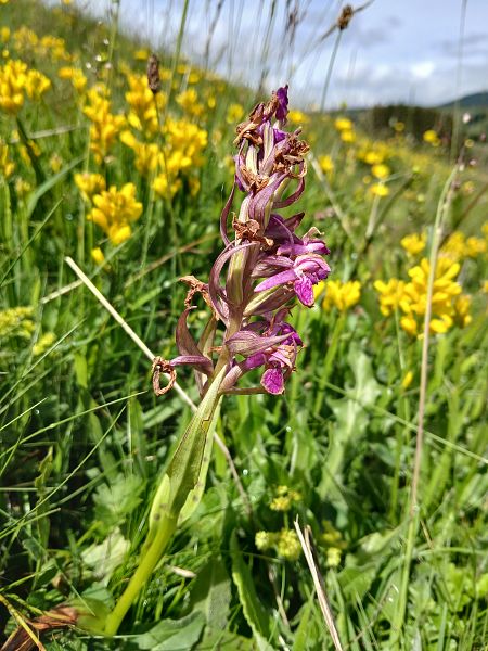 Dactylorhiza majalis  - Alain Falvard