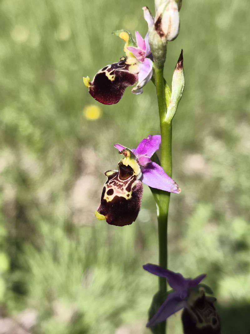 Ophrys fuciflora subsp. souchei  - Richard Fay