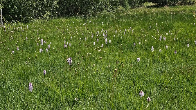 Dactylorhiza maculata  - Romain Riols