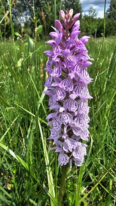 Dactylorhiza maculata  - Romain Riols