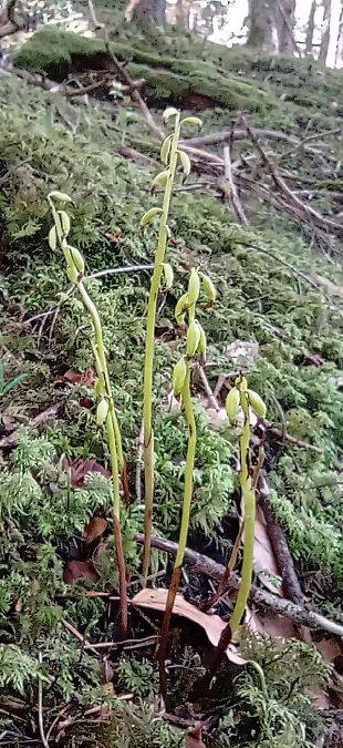 Corallorhiza trifida  - Bruno Veillet