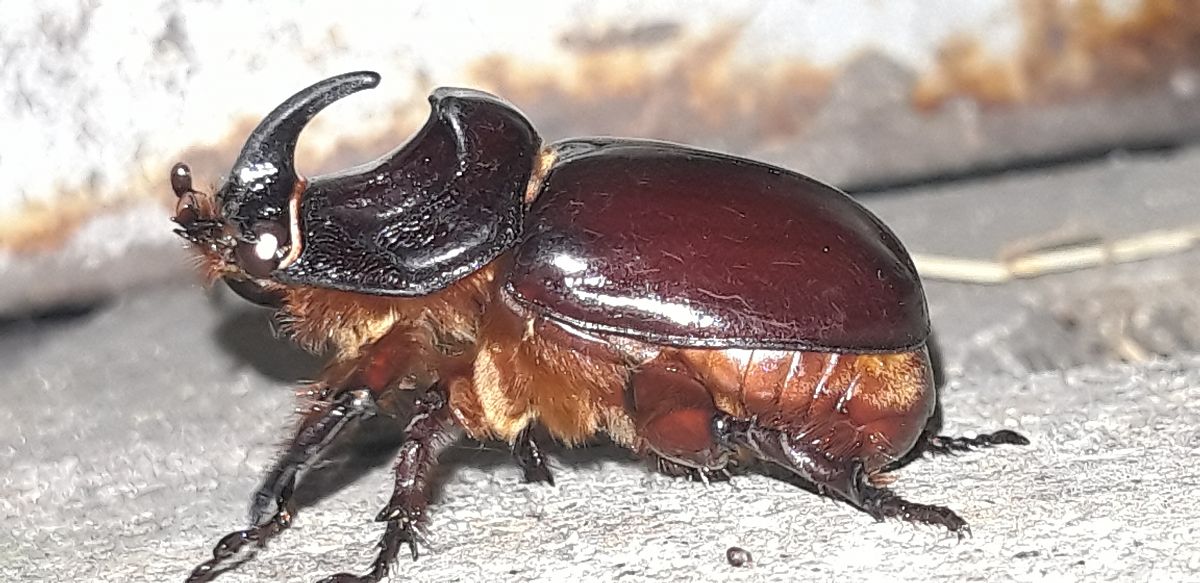 Oryctes nasicornis  - Michele Cento