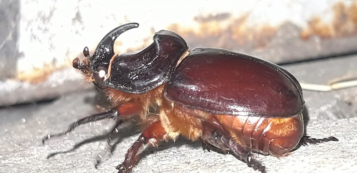 Oryctes nasicornis  - Michele Cento