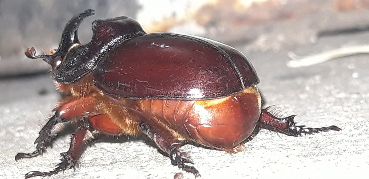 Oryctes nasicornis  - Michele Cento