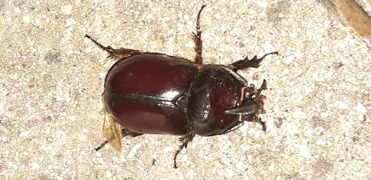 Oryctes nasicornis  - Michele Cento
