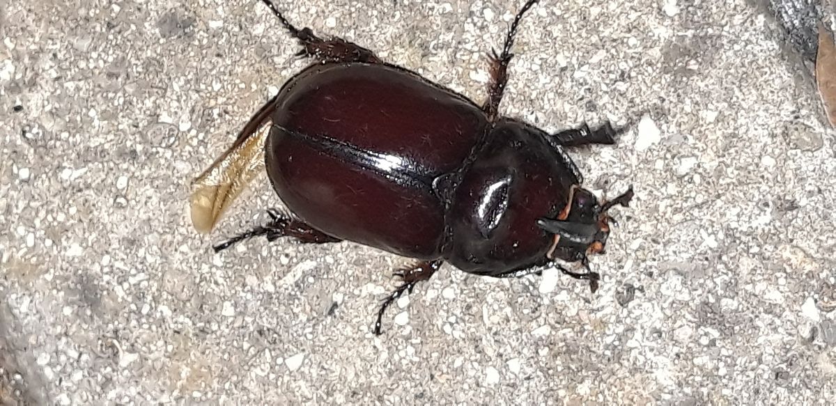 Oryctes nasicornis  - Michele Cento