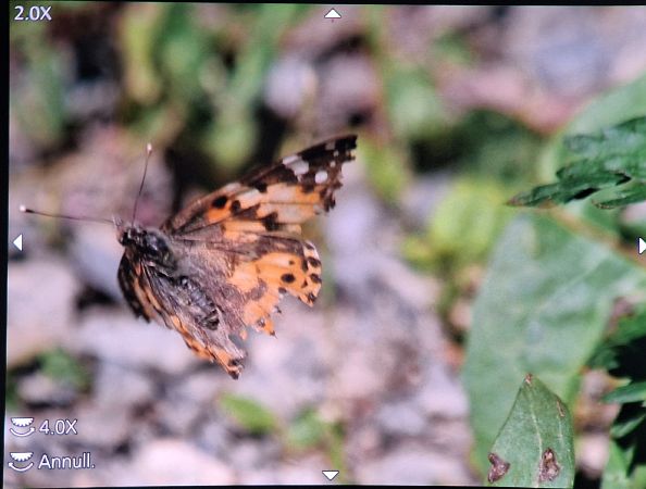 Vanessa cardui  - Renato Cottalasso