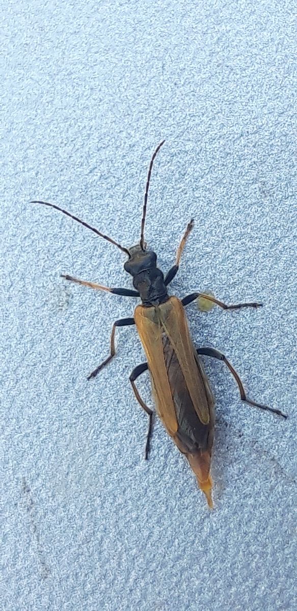 Oedemera simplex  - Michele Cento