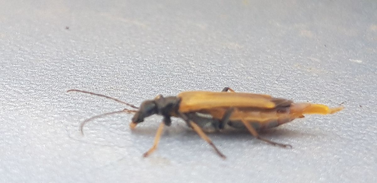 Oedemera simplex  - Michele Cento