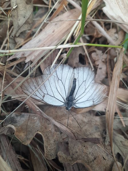 Aporia crataegi  - Michele Coppola