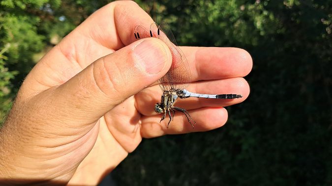 Orthetrum albistylum  - Roberto Fabbri