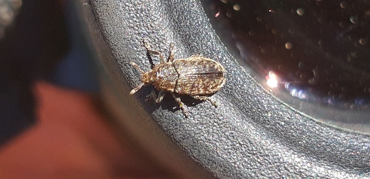 Rhinocyllus conicus  - Michele Cento