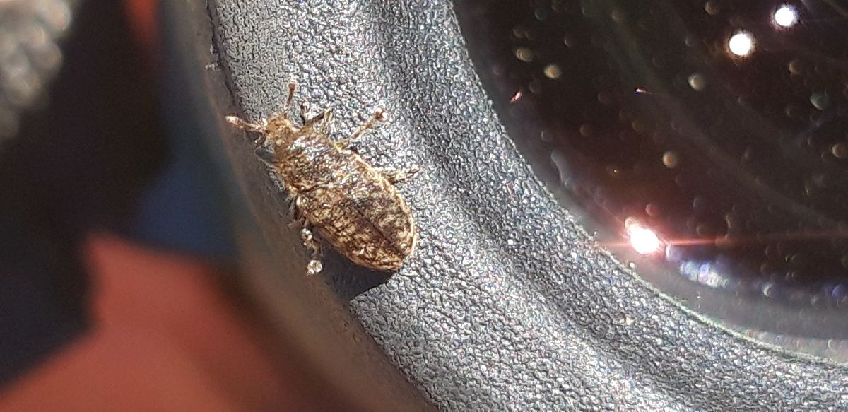Rhinocyllus conicus  - Michele Cento