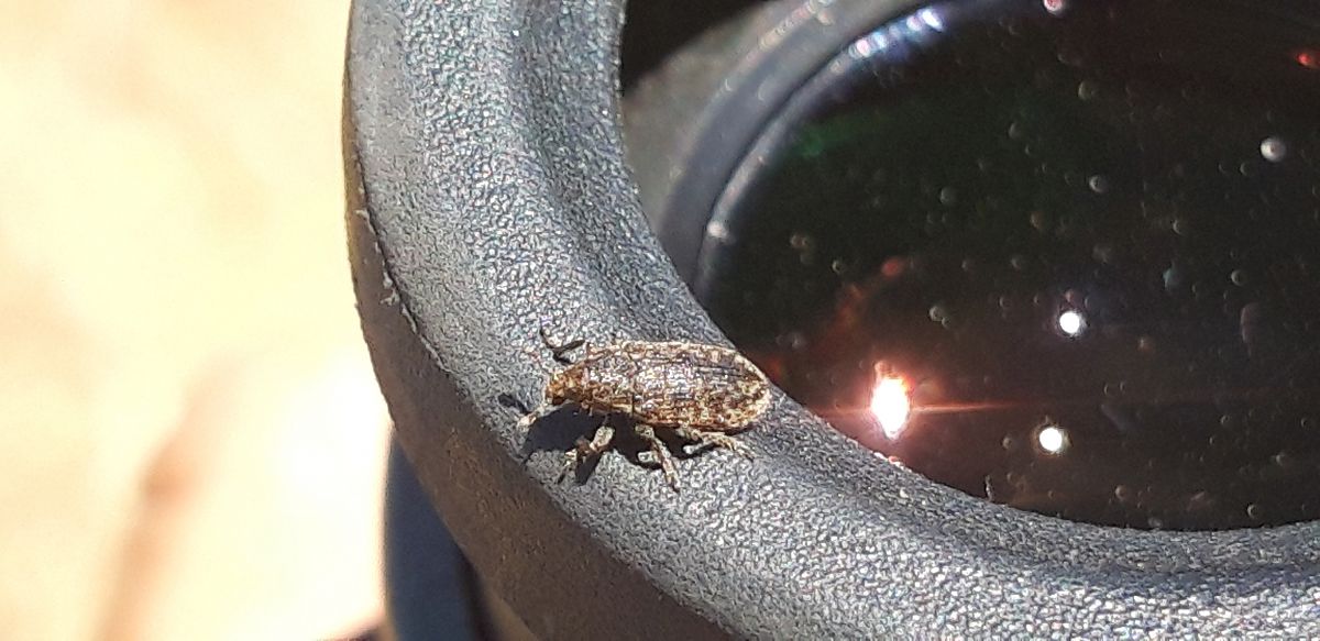 Rhinocyllus conicus  - Michele Cento