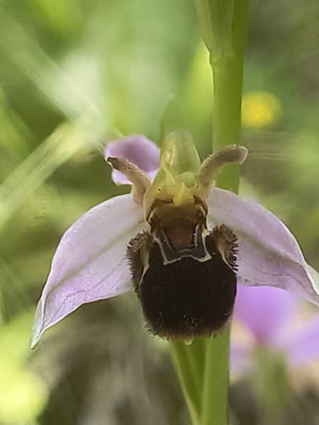 Ophrys apifera var. aurita  - Pimprenelle Ducati