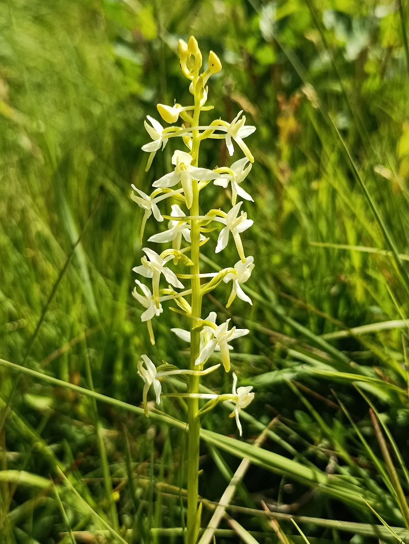 Platanthera bifolia  - Corentin Morvan