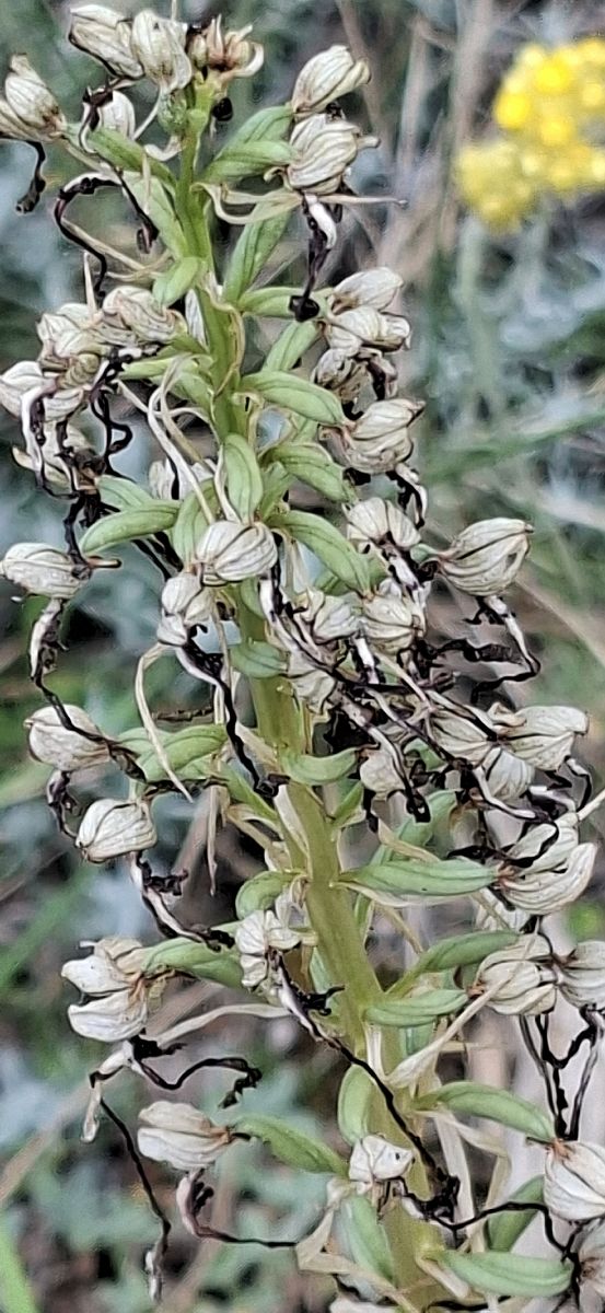 Himantoglossum hircinum 