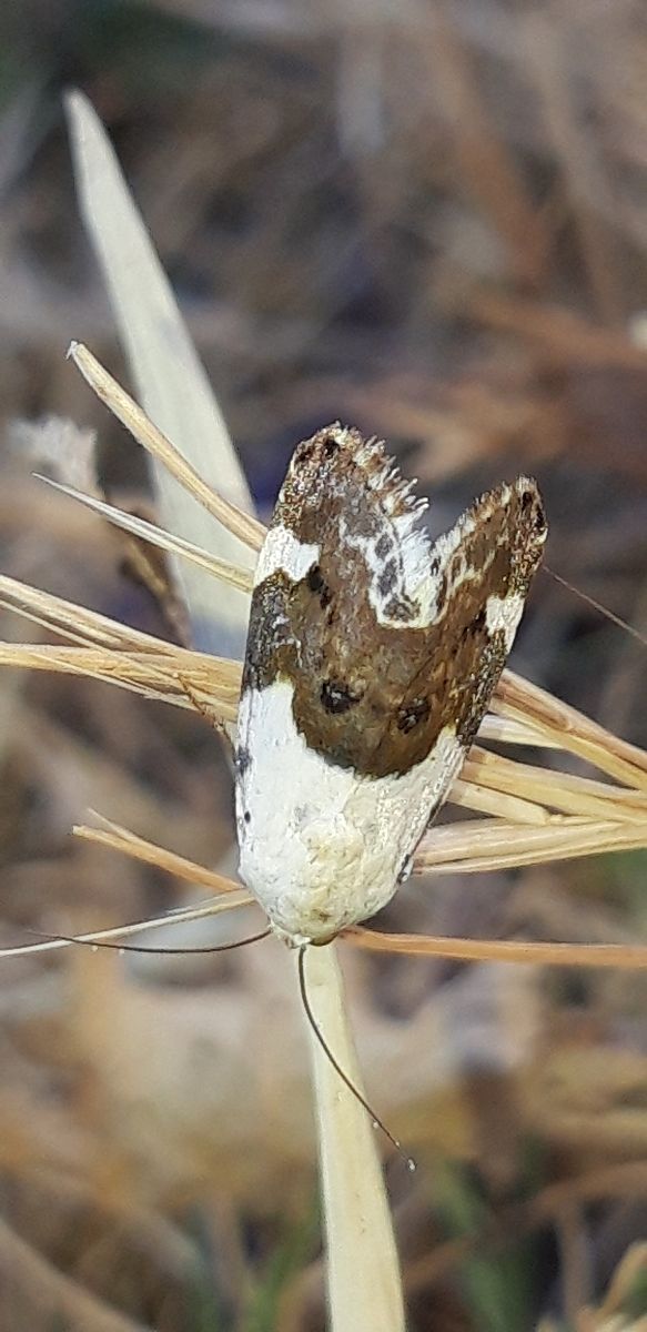 Acontia lucida  - Michele Cento