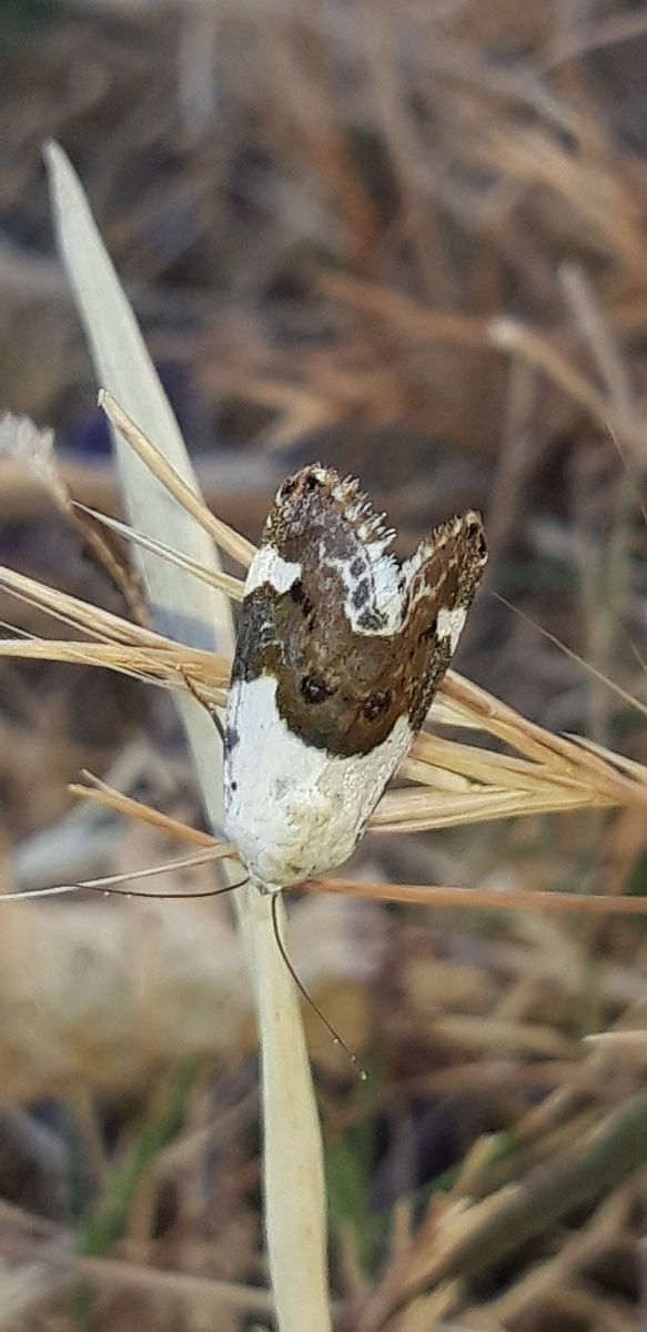 Acontia lucida  - Michele Cento