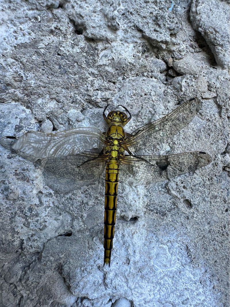 Orthetrum cancellatum  - Paolo Zucca