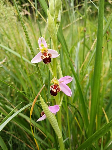 Ophrys apifera  - Alain Falvard