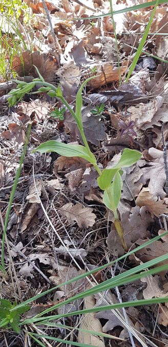 Epipactis helleborine  - Philippe Durbin