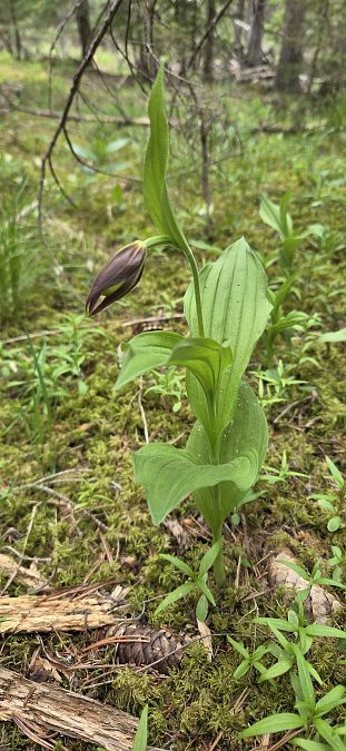 Cypripedium calceolus  - Jean Bastianelli